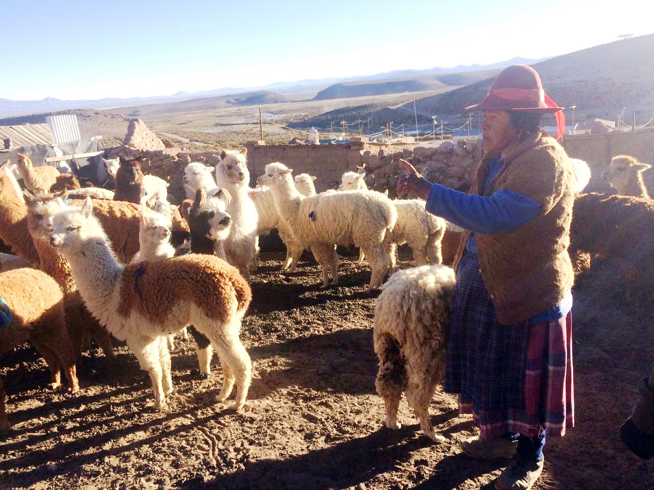 Alto Andino’s Project improved livestock practices among Aymara communities in the north of Chile.